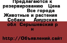 Предлагаются к резервированию › Цена ­ 16 000 - Все города Животные и растения » Собаки   . Амурская обл.,Серышевский р-н